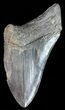 Partial, Serrated, Fossil Megalodon Tooth #50486-1